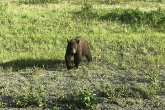 Brown bear coming to say hello