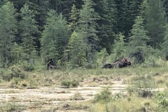 Two moose laying in the marsh