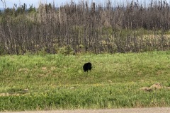 Another black bear