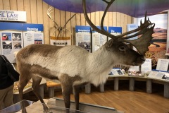 Caribou  at Inuvik Visitor's center