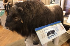 Muskox at Inuvik Visitor's center