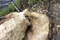 Beaver chopped this tree down