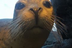 A seal in the Visitor's center
