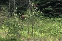 There is a grizzly - wouldn't pose