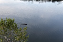 Beaver in lake