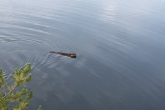 Beaver in lake