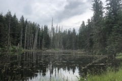 Beaver ponds