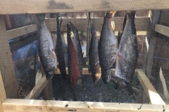 Fish drying at the Tonsina River Lodge