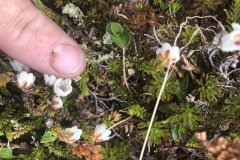 Tundra flowers are small