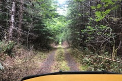 Remote forest road to the campsite
