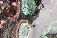 Cool tide pool creatures