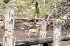 20250606-North Rim Grand Canyon 