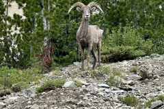 20250623-24 -Yellowstone