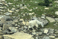 20250701-03 -Glacier NP