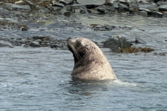 20250719 - Valdez Salmon and Seals
