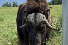 20250722 - Muskox in Wasilla