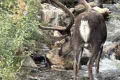 20250804-05 - Denali NP -Day 1&2