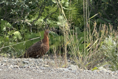 IMG_2765