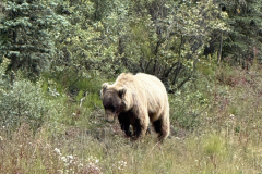 20250806-07 - Denali day 3-4
