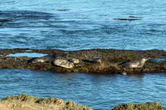 20251211 - Punte Baja and Guerrero Negro