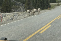Sheep