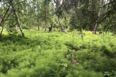 Forest in the hot springs