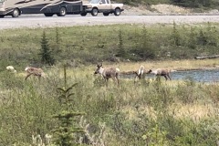 Caribou