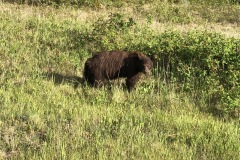 Brown Bear
