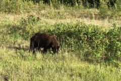 Brown Bear