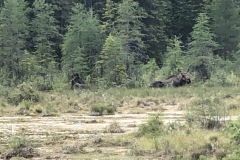 Two moose laying in the marsh