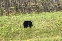 Another black bear