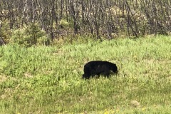 Another black bear