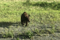 Brown bear coming to say hello