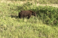Brown bear