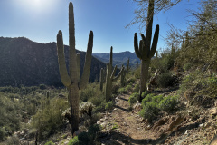 Arizona