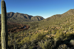 imagine a hoard of attacking Saguaros