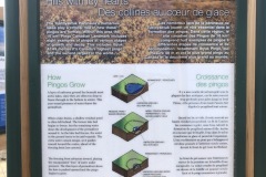 What is a pingo?