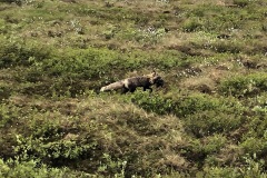 Saw a fox with a something for dinner.