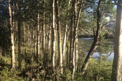 Birch Trees
