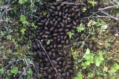 Moose Droppings.