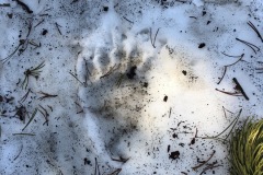 Bear track on the Continental Divide Traile