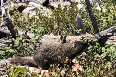 Marmot