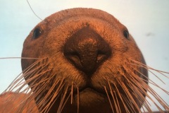 A sea otter in the Visitor's center