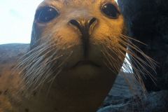 A seal in the Visitor's center