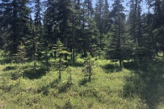 edge of the boreal forest