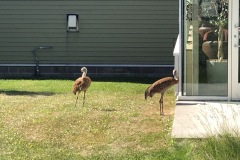 Library patrons