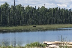 Moose