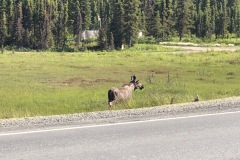 Moose on the loose