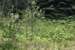 There is a grizzly - wouldn't pose