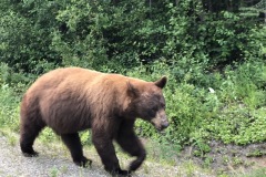 Black bear